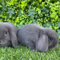 Ultimi 2 cuccioli ariete , Blu di Vienna