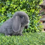 Ultimi 2 cuccioli ariete , Blu di Vienna