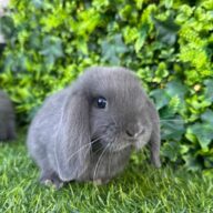 Ultimi 2 cuccioli ariete , Blu di Vienna