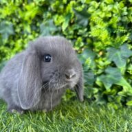 Ultimi 2 cuccioli ariete , Blu di Vienna