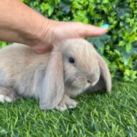 Ultimi 2 cuccioli ariete , Blu di Vienna