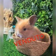 Testa di Leone Fulvo e bianco