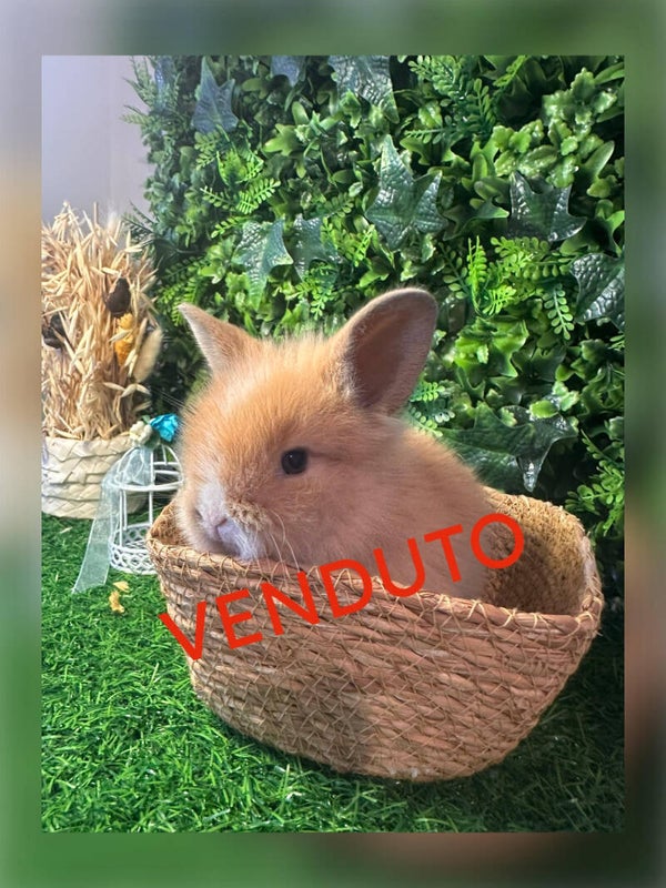 Testa di Leone Fulvo e bianco
