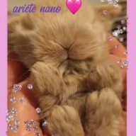 Cuccioli Ariete nano