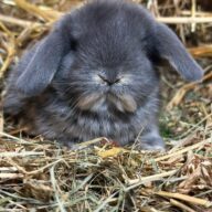 Minilop Blu Otter ( solo 2 rimasti)