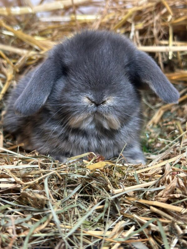 Minilop Blu Otter ( solo 2 rimasti)