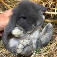 Minilop Blu Otter ( solo 2 rimasti)