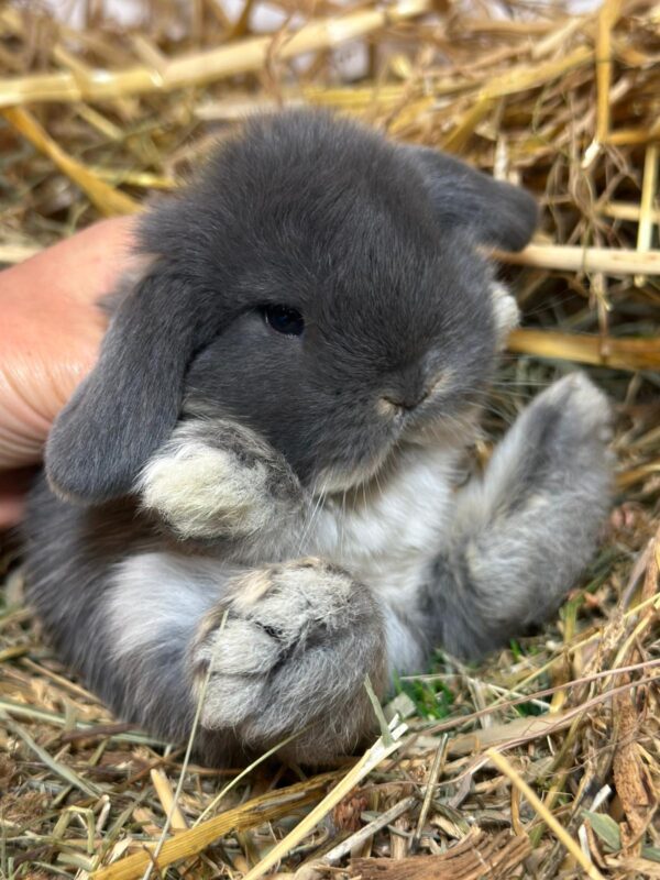 Minilop Blu Otter ( solo 2 rimasti)