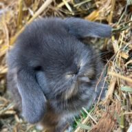 Minilop Blu Otter ( solo 2 rimasti)