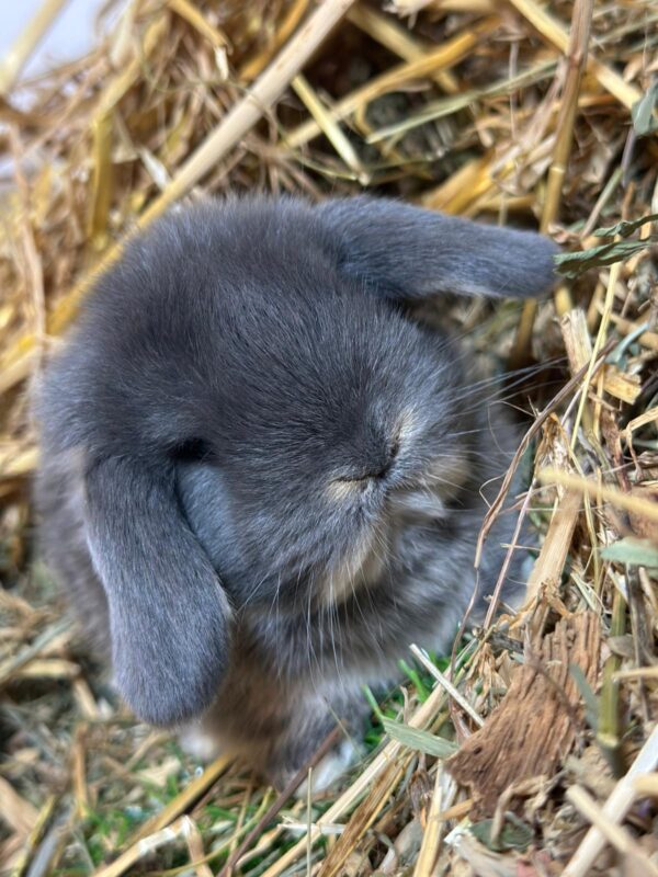 Minilop Blu Otter ( solo 2 rimasti)