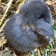 Minilop Blu Otter ( solo 2 rimasti)