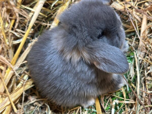 Minilop Blu Otter ( solo 2 rimasti)