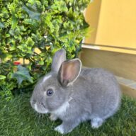 I Classici nani TERMINATI