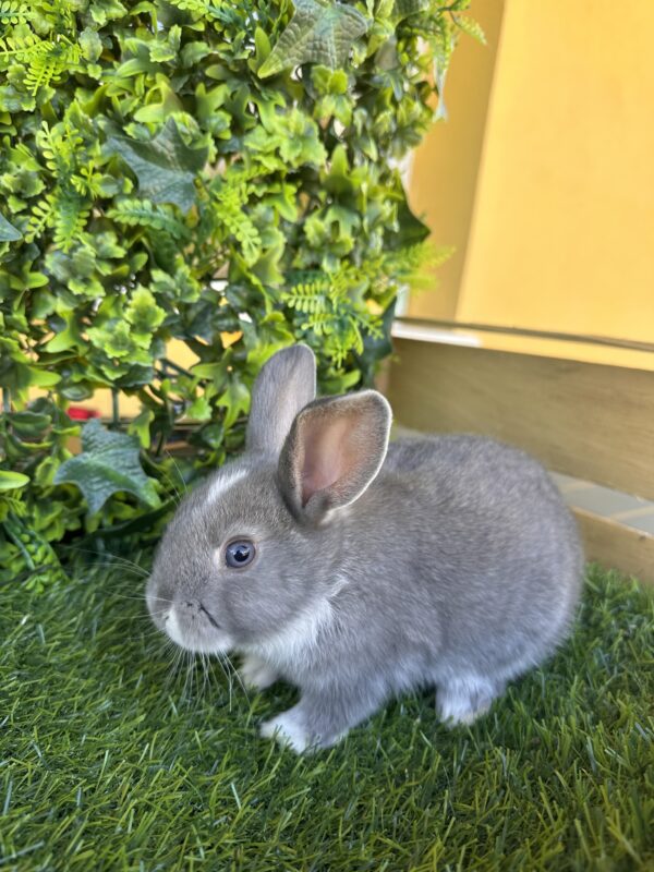 I Classici nani TERMINATI