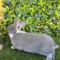 I Classici nani TERMINATI