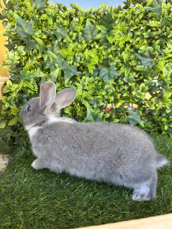 I Classici nani TERMINATI