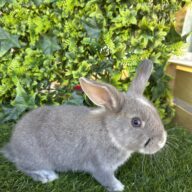 I Classici nani TERMINATI