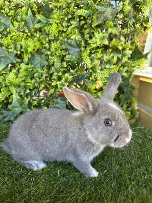 I Classici nani TERMINATI