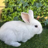 I Classici nani TERMINATI