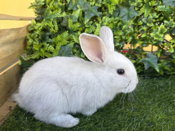 I Classici nani TERMINATI