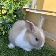 I Classici nani TERMINATI