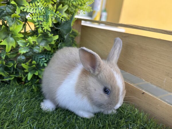 I Classici nani TERMINATI