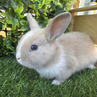 I Classici nani TERMINATI