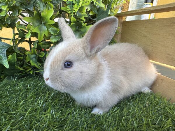 I Classici nani TERMINATI