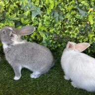 I Classici nani TERMINATI