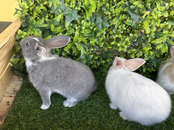 I Classici nani TERMINATI