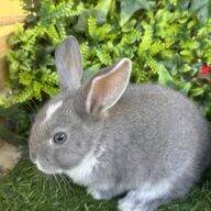 I Classici nani TERMINATI