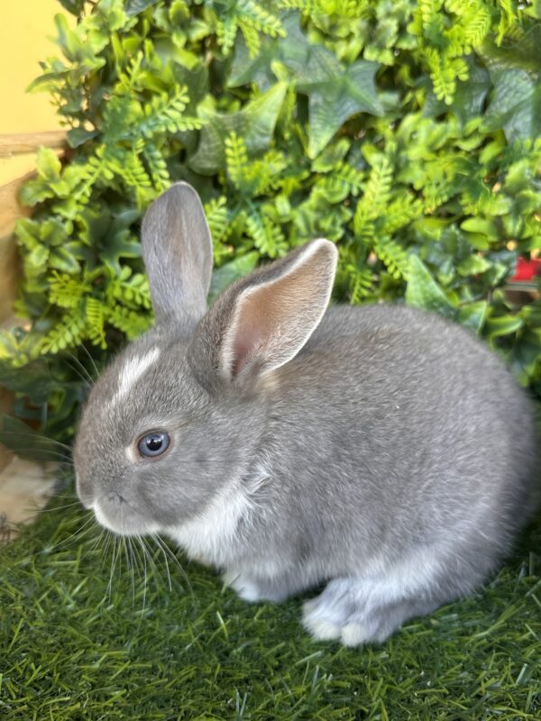 I Classici nani TERMINATI