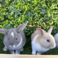 I Classici nani TERMINATI