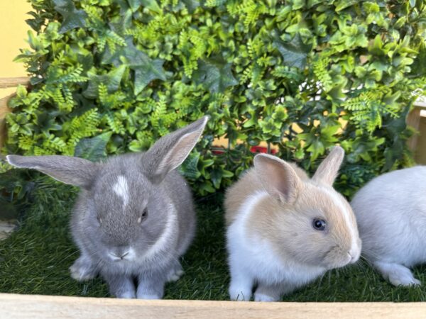 I Classici nani TERMINATI