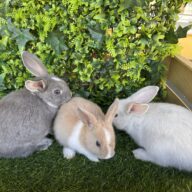 I Classici nani TERMINATI