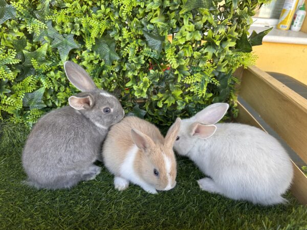 I Classici nani TERMINATI