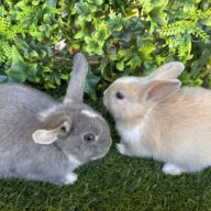 I Classici nani TERMINATI