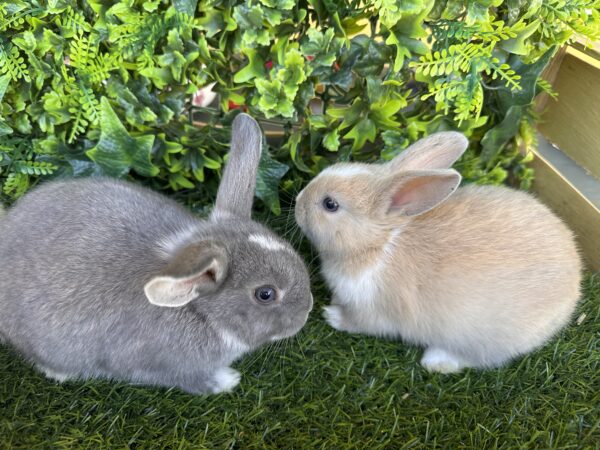 I Classici nani TERMINATI