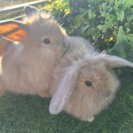 Leoncini pelosetti ( ultimo !!!!)