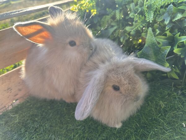 Leoncini pelosetti ( ultimo !!!!)