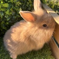 Leoncini pelosetti ( ultimo !!!!)