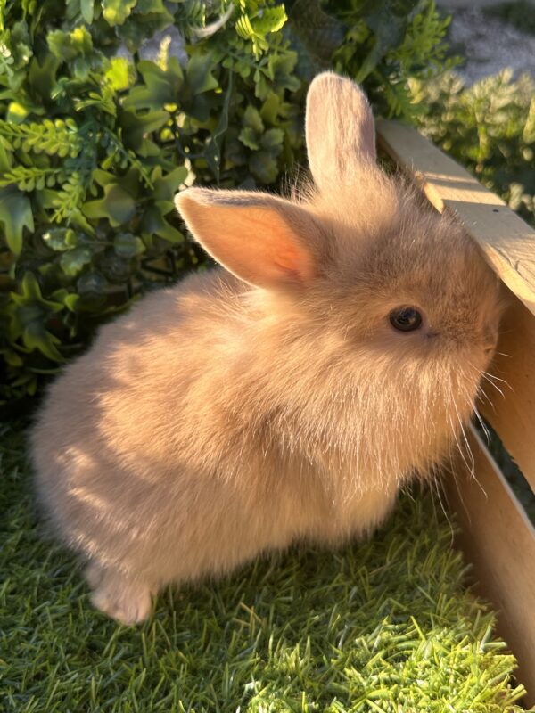 Leoncini pelosetti ( ultimo !!!!)