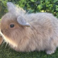 Leoncini pelosetti ( ultimo !!!!)