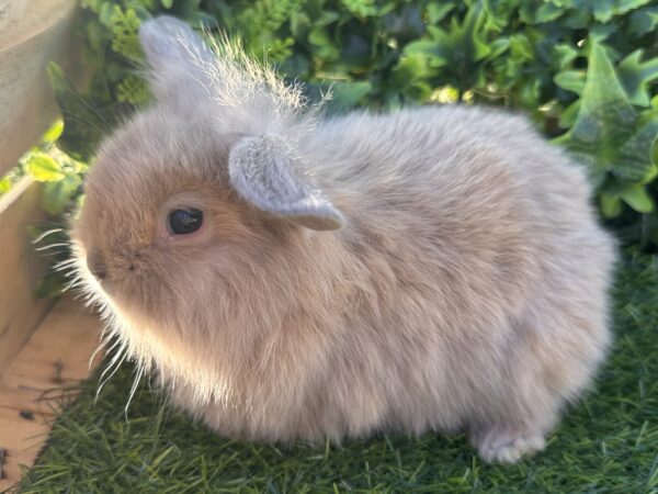 Leoncini pelosetti ( ultimo !!!!)
