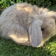 Leoncini pelosetti ( ultimo !!!!)