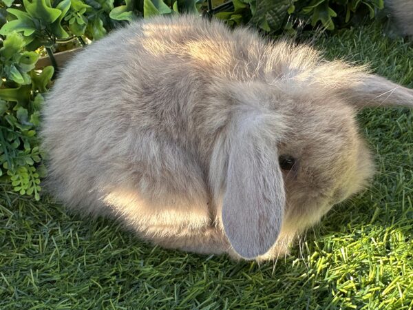 Leoncini pelosetti ( ultimo !!!!)