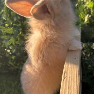 Leoncini pelosetti ( ultimo !!!!)