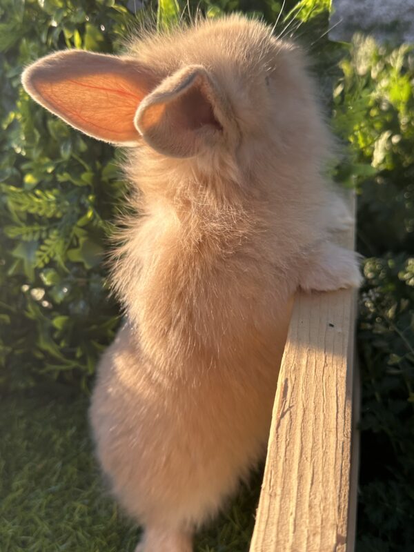 Leoncini pelosetti ( ultimo !!!!)