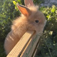 Leoncini pelosetti ( ultimo !!!!)