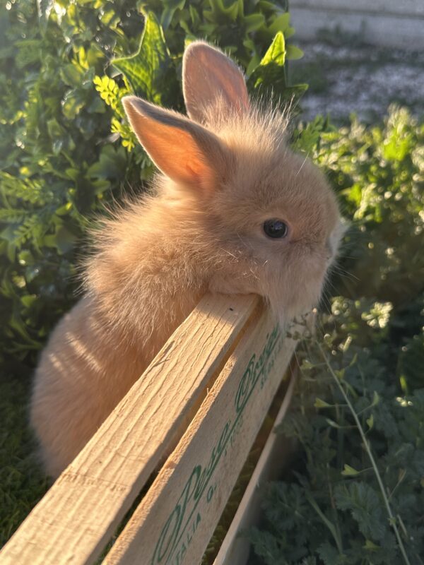Leoncini pelosetti ( ultimo !!!!)